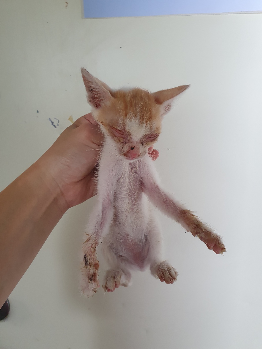 부산동물보호센터_426332202400575